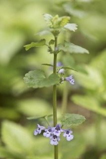 Ground ivy
