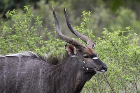 Nyala