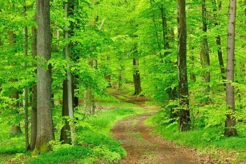 Hiking trail through natural beech forest in spring
