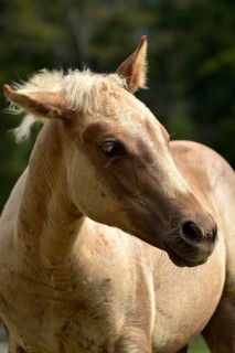 Foal of the Western horse breed American Quarter Horse in the pasture