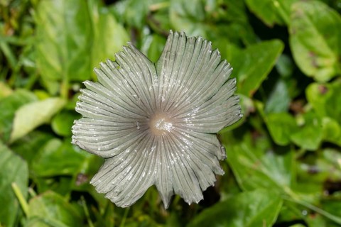 Flaky Scheibchentintling Fruiting body with whitish cap
