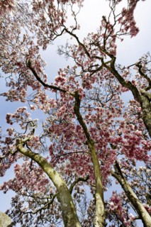 Magnolia