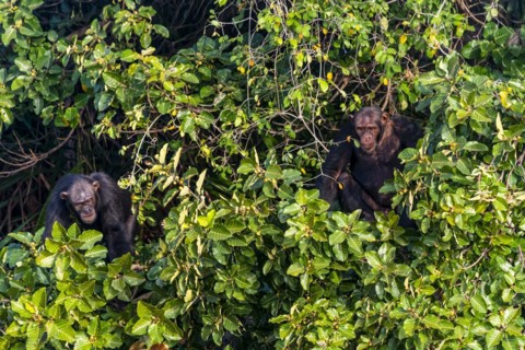 Chimpanzee