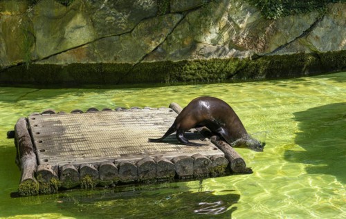 California sea lion