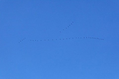 Flock of wild geese in flight
