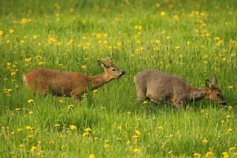 European roe deer