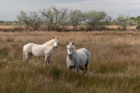 Camargue horses feeding in the marshes. Saintes Maries de la Mer