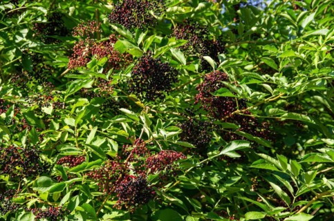 Elder bush full of ripe elderberries in midsummer