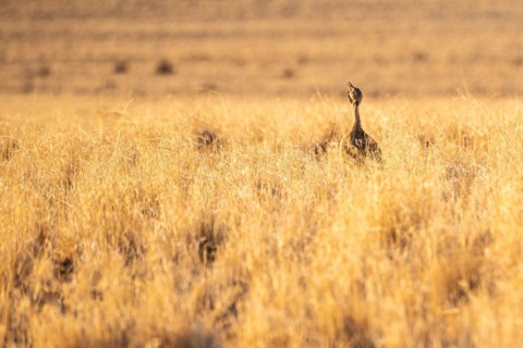 Red-crested Bustard