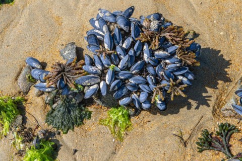 Mytilus