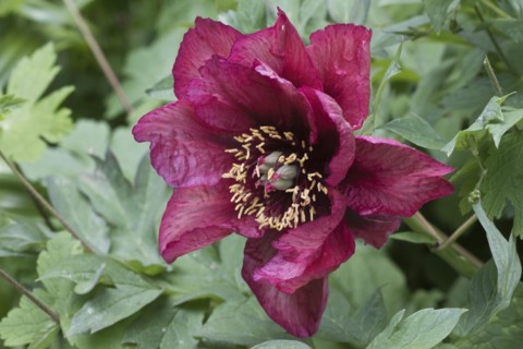 Bush peony