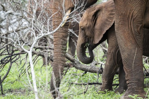 African elephant