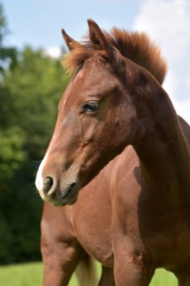 Foal of the Western horse breed American Quarter Horse in the pasture