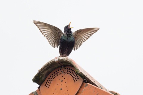 Common starling
