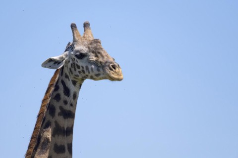 Masai giraffe