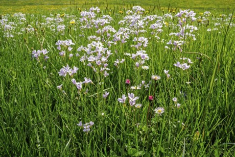 Flowering meadow foamwort