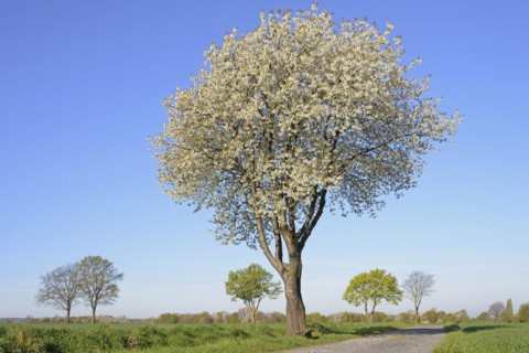 Deciduous trees by a green grain field