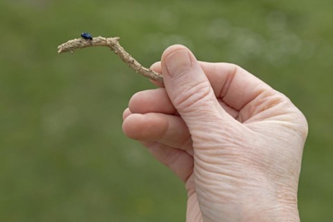 Woman holding branch with beetle