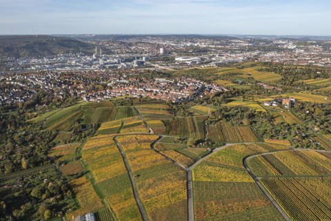 Vineyards in the area of the districts of Rotenberg and Untertuerkheim