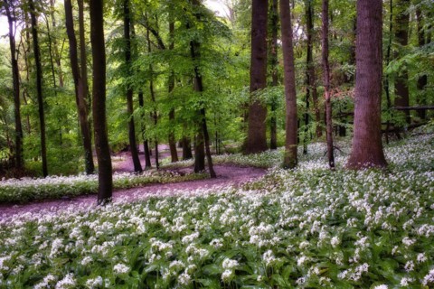 Forest path through flowering ramson