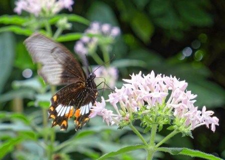 Common mormon