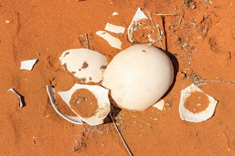 Ostrich egg