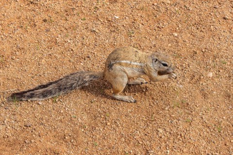 Mountain ground squirrel