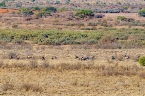 Oryx antelopes