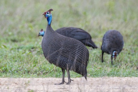 Helmeted Guineafowl