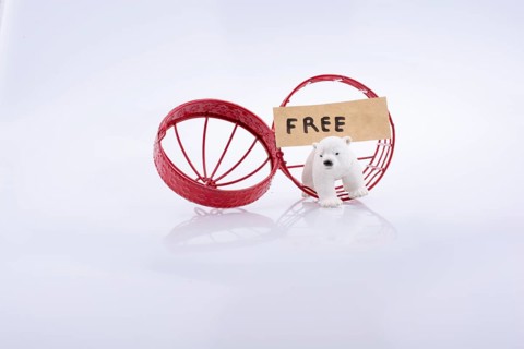 Polar bear cage open to freedom on white background