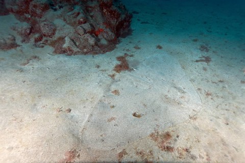 Butterfly ray