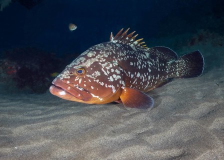 Brown grouper