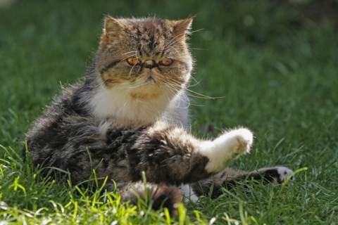 Exotic Shorthair