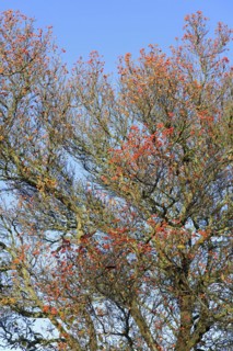 Deciduous tree
