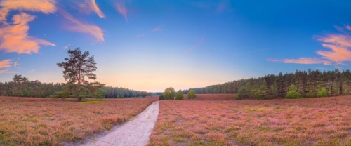 Evening atmosphere of a heath in the southern heath near Hermannsburg