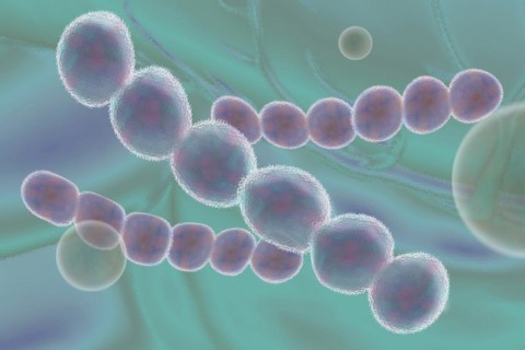 Illustration of streptococci are spherical bacteria that typically arrange themselves in chains or pairs