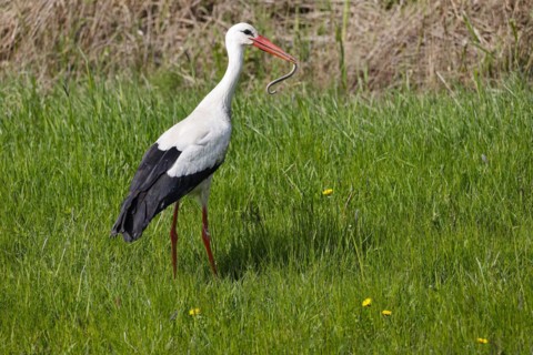 White stork