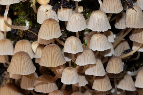 Seeded tintling some fruiting bodies with brown caps and stems next to each other on tree trunk