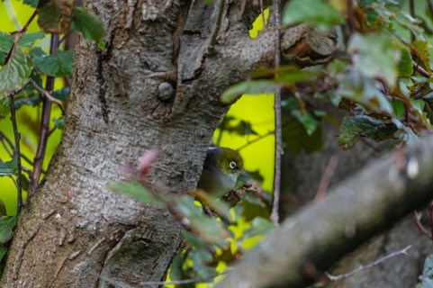 Silvereye