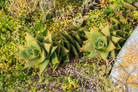 Aloe distans