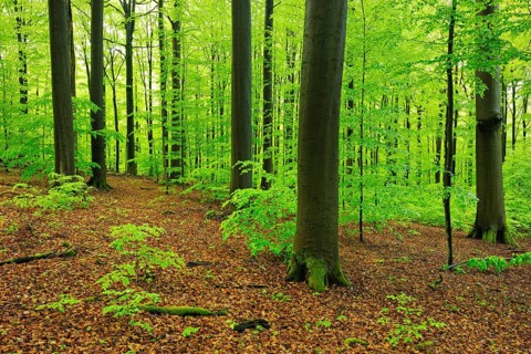 Huge old beech trees in spring