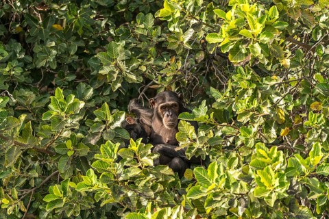 Female chimpanzee suckling her young