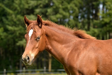 Foal of the Western horse breed American Quarter Horse in the pasture