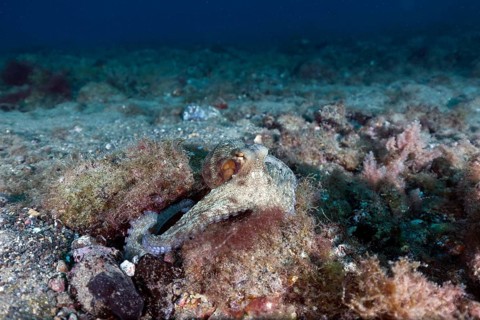 Common octopus