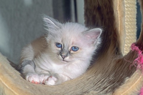 Birman felidae