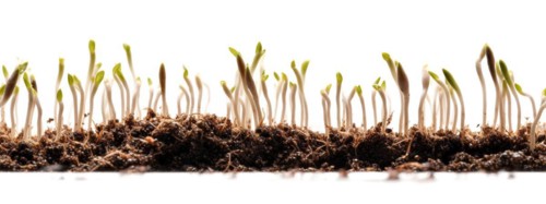 Seamless tileable cross section row of budding sprouts of new growth out of soil on a white background
