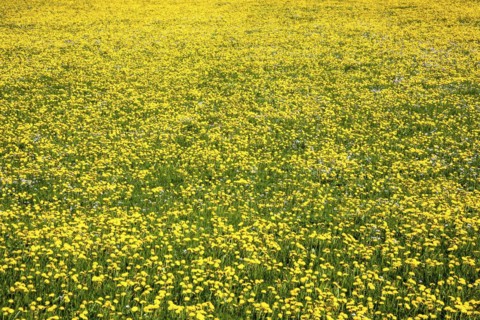 Meadow of flowering dandelion