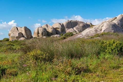 Postberg Section