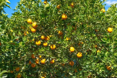 Orange plantation