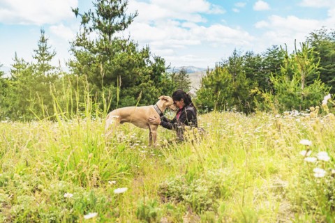 Woman with her greyhound dog in the mountains. Friendship between dog and pet owner
